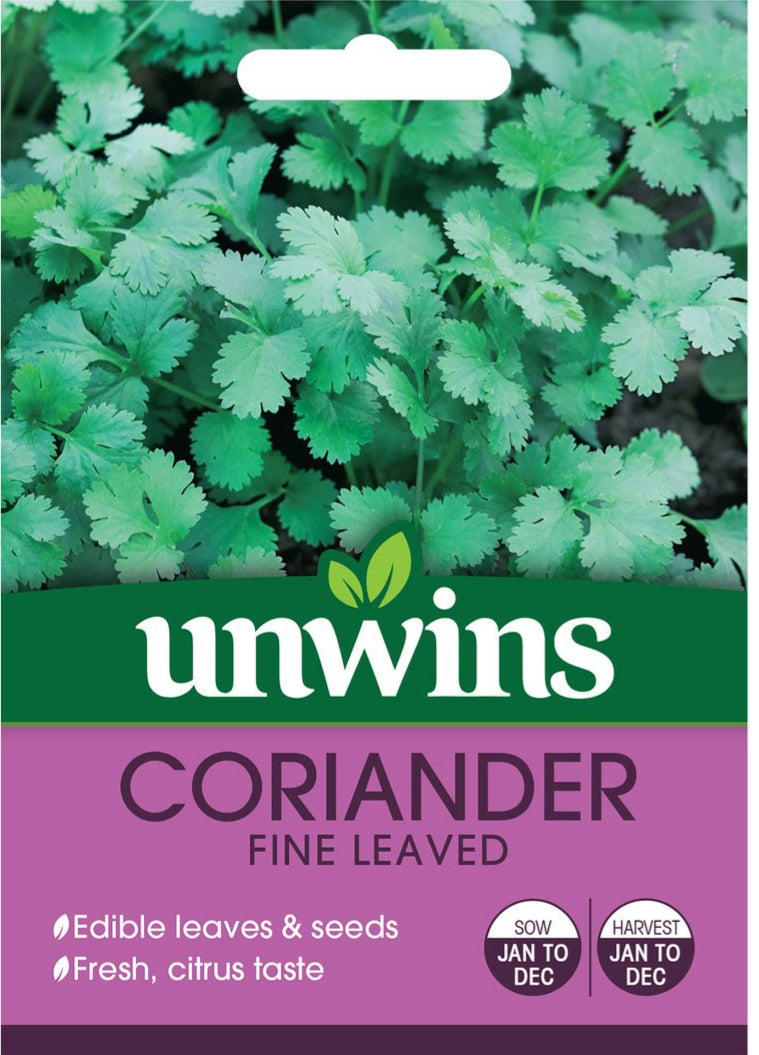 Coriander