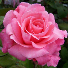 Load image into Gallery viewer, Rosa &#39;Congratulations&#39; Shrub Rose

