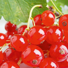 Load image into Gallery viewer, Ribes rubrum / Common Redcurrant
