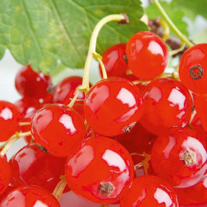 Ribes rubrum / Common Redcurrant