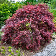 Load image into Gallery viewer, Acer palmatum var. dissectum &#39;Inaba-shidare&#39; / Japanese Maple - 5 litre pot
