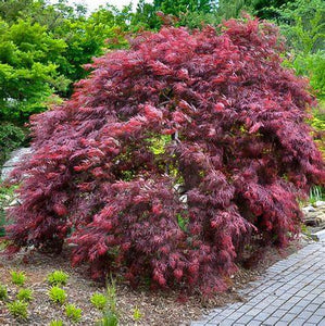 Acer palmatum var. dissectum 'Inaba-shidare' / Japanese Maple - 5 litre pot