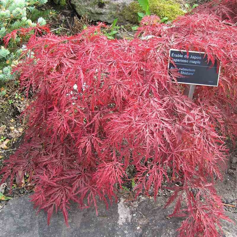 Acer palmatum var. dissectum 'Inaba-shidare' / Japanese Maple - 5 litre pot