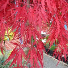 Load image into Gallery viewer, Acer palmatum var. dissectum &#39;Inaba-shidare&#39; / Japanese Maple - 5 litre pot
