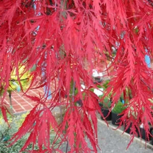 Acer palmatum var. dissectum 'Inaba-shidare' / Japanese Maple - 5 litre pot