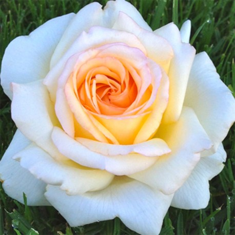 Rosa 'Anastasia' Hybrid Tea Rose