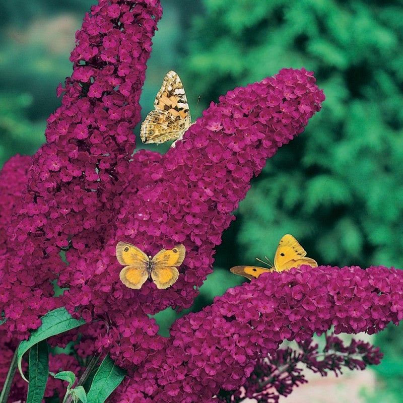 Buddleja davidii 'Royal Red' / Butterfly Bush 'Royal Red'
