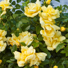 Load image into Gallery viewer, Rosa &#39;Flower Carpet Gold&#39; / Ground Cover Rose
