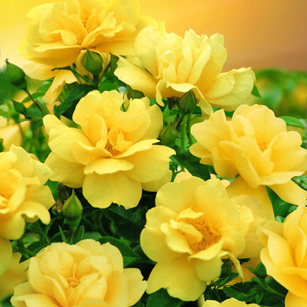 Rosa 'Flower Carpet Gold' / Ground Cover Rose