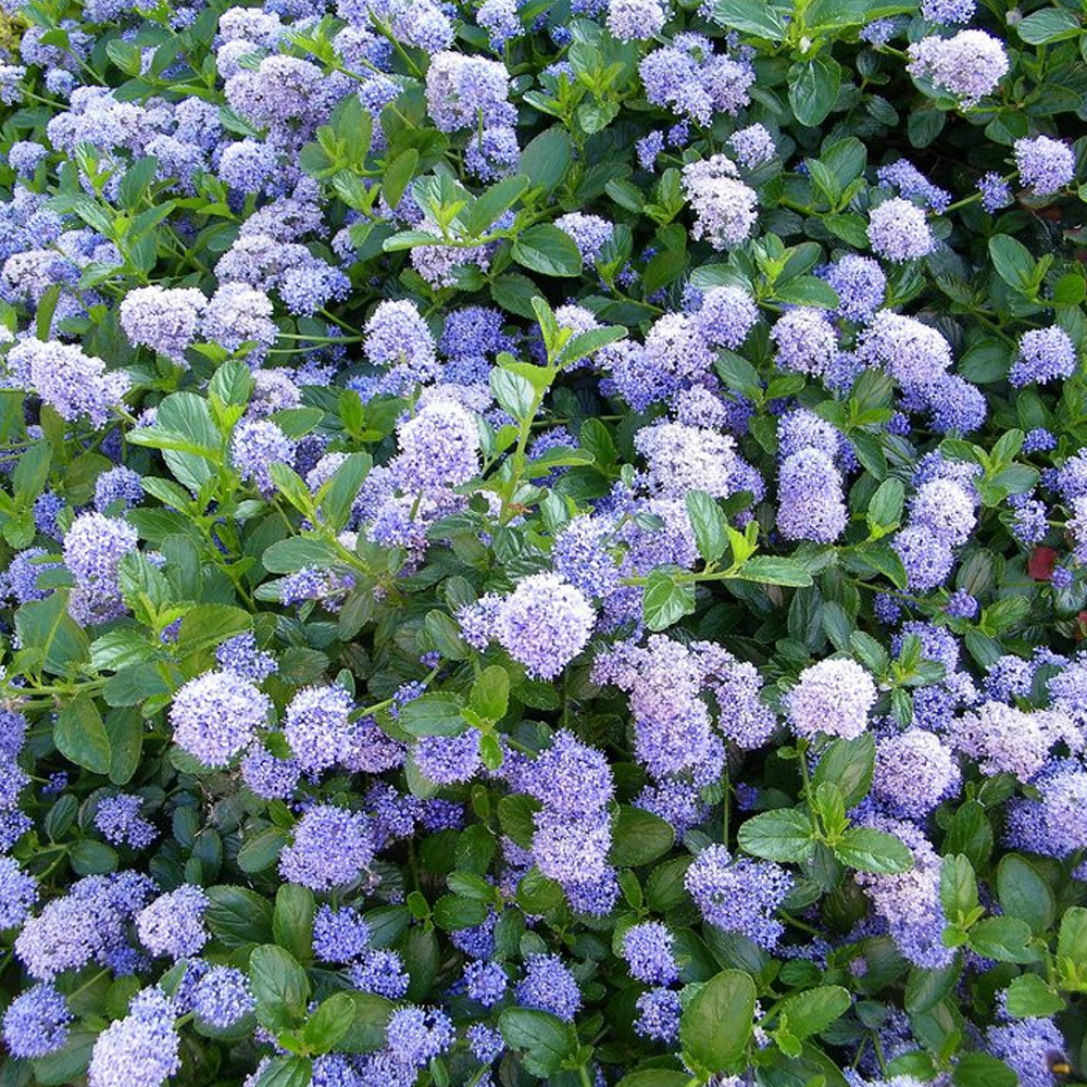 Ceanothus thyrsifolius Victoria / Californian Lilac Victoria