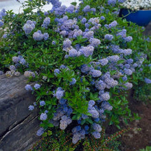 Load image into Gallery viewer, Ceanothus thyrsiflorus var. repens / Creeping Blue Blossom
