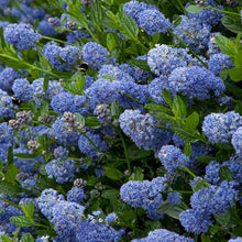 Load image into Gallery viewer, Ceanothus thyrsifolius Victoria / Californian Lilac Victoria
