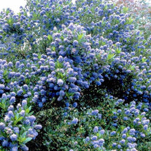 Load image into Gallery viewer, Ceanothus thyrsifolius Victoria / Californian Lilac Victoria
