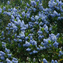 Load image into Gallery viewer, Ceanothus thyrsifolius Victoria / Californian Lilac Victoria
