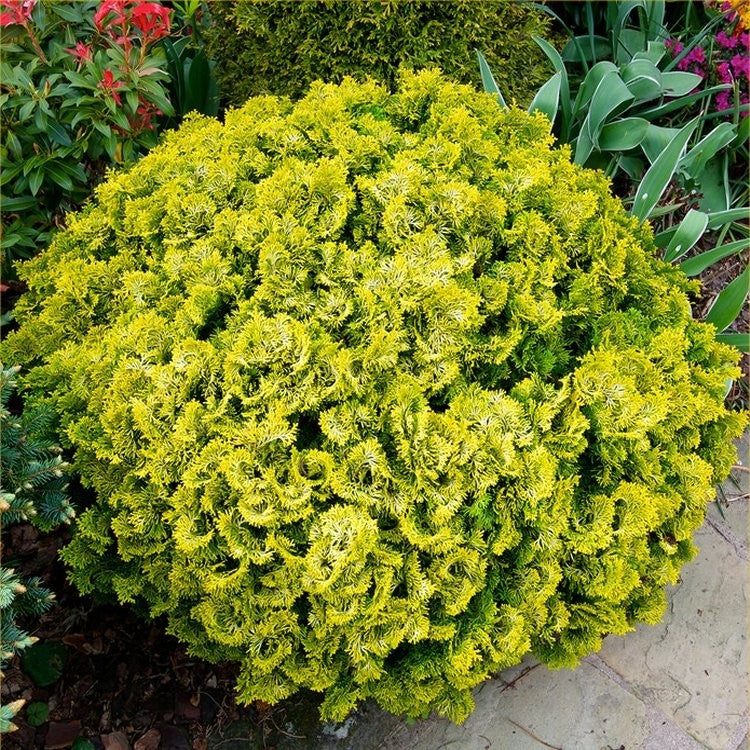 Chamaecyparis obtusa 'Nana Aurea' / Hinoki cypress 'Nana Aurea'