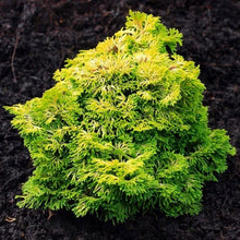 Load image into Gallery viewer, Chamaecyparis obtusa &#39;Nana Aurea&#39; / Hinoki cypress &#39;Nana Aurea&#39;
