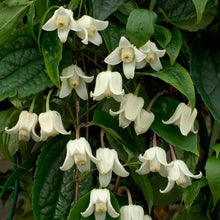 Load image into Gallery viewer, Clematis urophylla &#39;Winter Beauty&#39;
