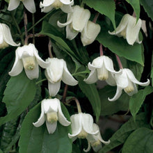 Load image into Gallery viewer, Clematis urophylla &#39;Winter Beauty&#39;
