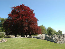 Load image into Gallery viewer, Fagus sylvatica purpurea / Copper Beech Tree
