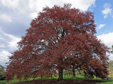 Load image into Gallery viewer, Fagus sylvatica purpurea / Copper Beech Tree
