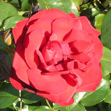 Load image into Gallery viewer, Rosa &#39;Dublin Bay&#39; /  &#39;Dublin Bay&#39; Climbing Rose
