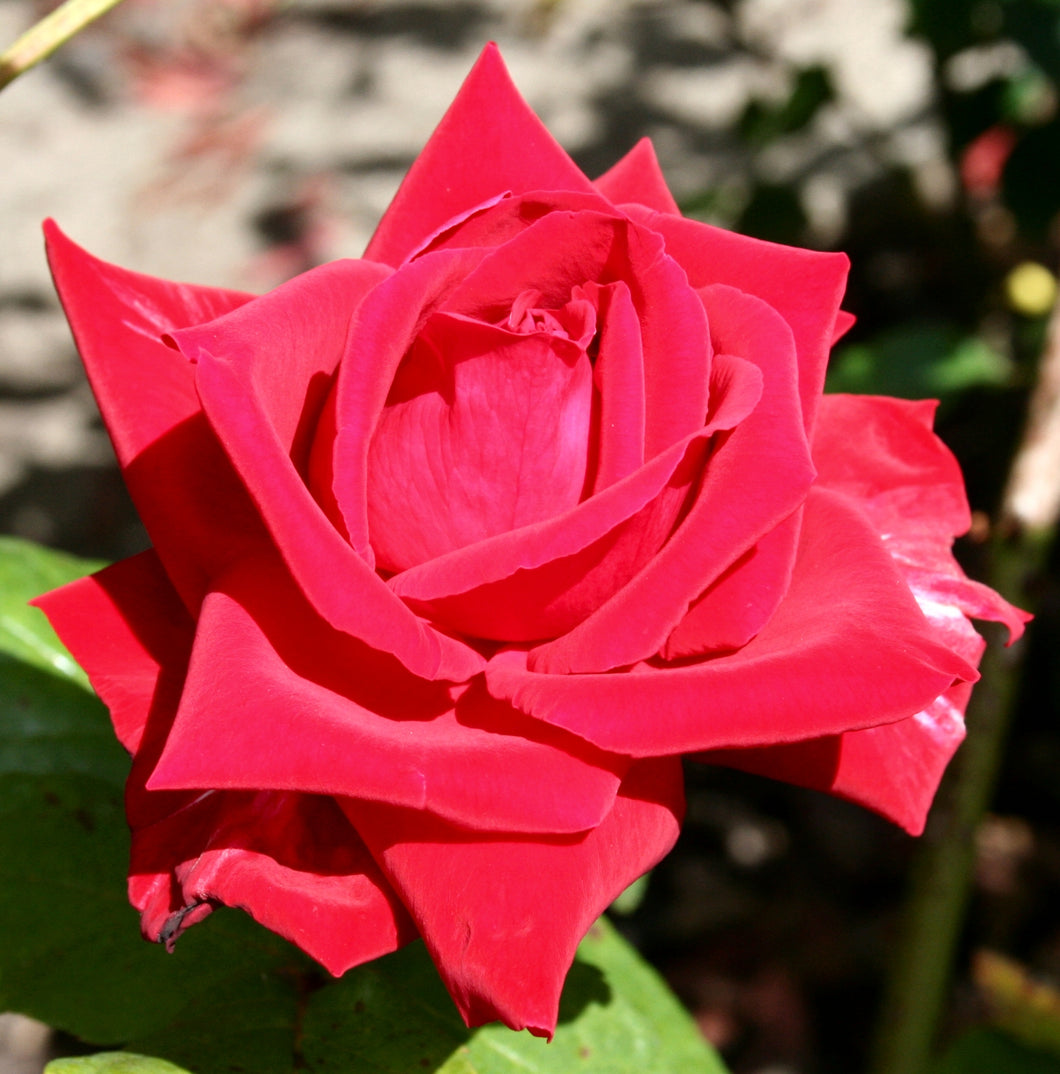 Rosa 'Ernest H. Morse' Hybrid Tea Rose