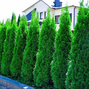 Thuja occidentalis Smaragd / White Cedar Smaragd