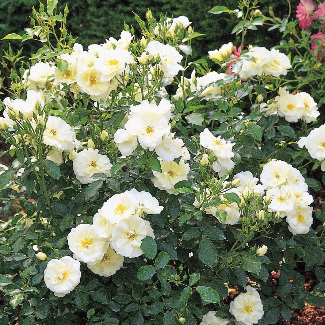 Rosa 'Flower Carpet White' / Groundcover Rose
