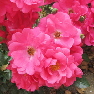 Rosa 'Flower Carpet Pink' / Groundcover Rose