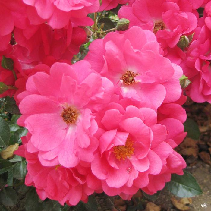 Rosa 'Flower Carpet Pink' / Groundcover Rose