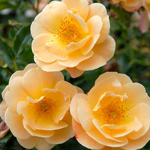 Load image into Gallery viewer, Rosa &#39;Flower Carpet Amber&#39; / Ground cover Rose
