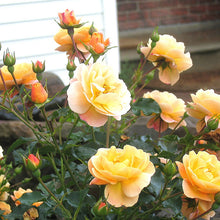 Load image into Gallery viewer, Rosa &#39;Flower Carpet Amber&#39; / Ground cover Rose
