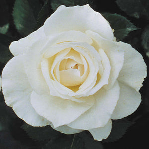 Rosa 'Margaret Merril' Floribunda Rose