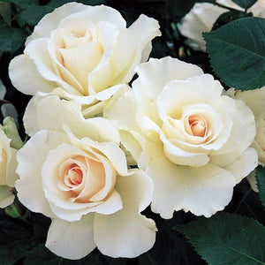 Rosa 'Margaret Merril' Floribunda Rose