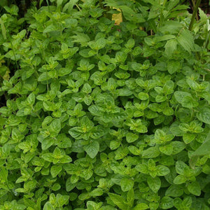 Origanum onites / Pot Marjoram / French Marjoram
