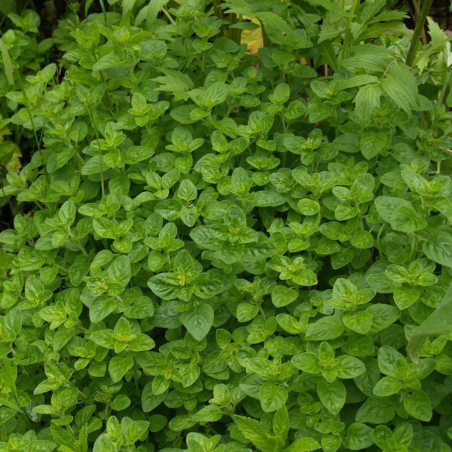 Origanum onites / Pot Marjoram / French Marjoram