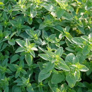 Origanum vulgare / Common Oregano
