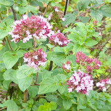 Load image into Gallery viewer, Origanum vulgare / Common Oregano
