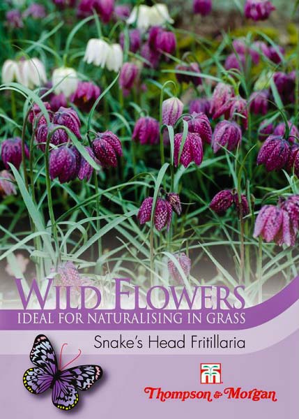 Snake's Head Fritillaria