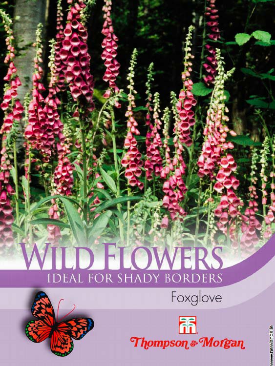 Foxglove