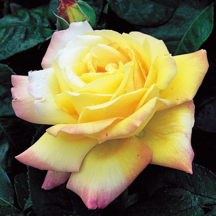 Rosa 'Peace' Hybrid Tea Rose