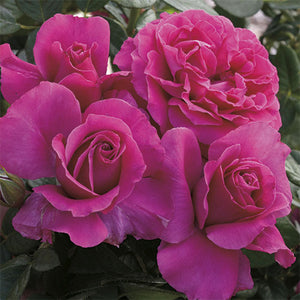 Rosa 'Pretty Lady' Hybrid Tea Rose