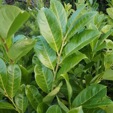 Load image into Gallery viewer, Prunus laurocerasus / Cherry Laurel - Bare Root Plants 2½&#39;-3&#39;
