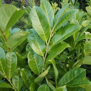 Prunus laurocerasus / Cherry Laurel - Bare Root Plants 2½'-3'