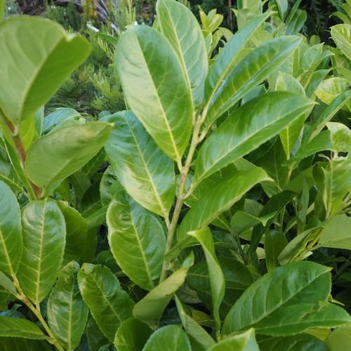Prunus laurocerasus / Cherry Laurel - Bare Root Plants 2½'-3'