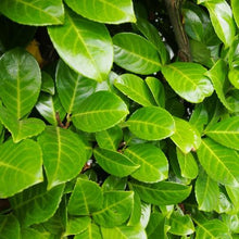 Load image into Gallery viewer, Prunus laurocerasus / Cherry Laurel - Bare Root Plants 2½&#39;-3&#39;
