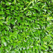 Load image into Gallery viewer, Prunus laurocerasus / Cherry Laurel - Bare Root Plants 2½&#39;-3&#39;
