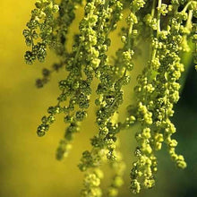 Load image into Gallery viewer, Quercus petraea / Sessile Oak Tree
