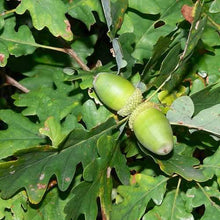Load image into Gallery viewer, Quercus petraea / Sessile Oak Tree
