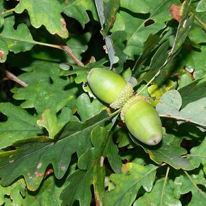 Quercus petraea / Sessile Oak Tree